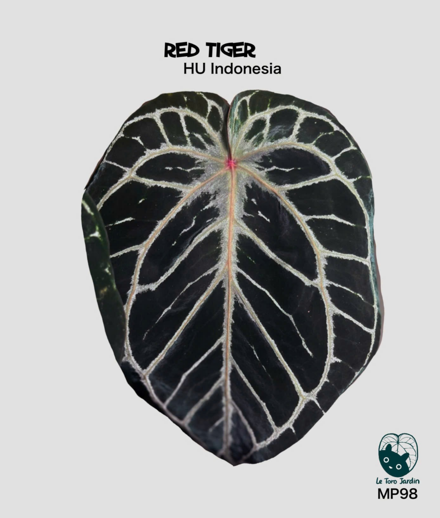 Red tiger