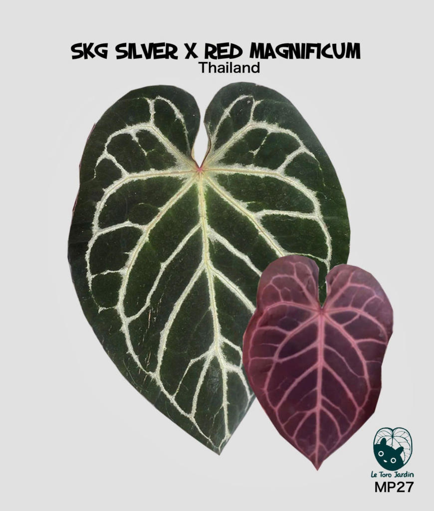 (SKG silver x Red magnificum)