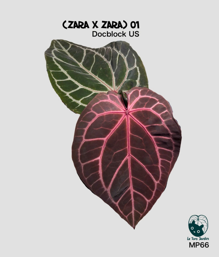 (Zara x Zara) 01