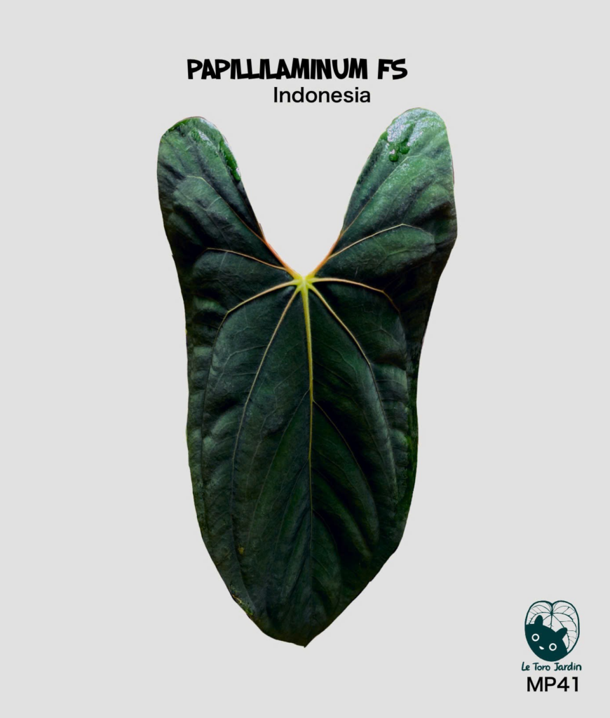 Papi fs