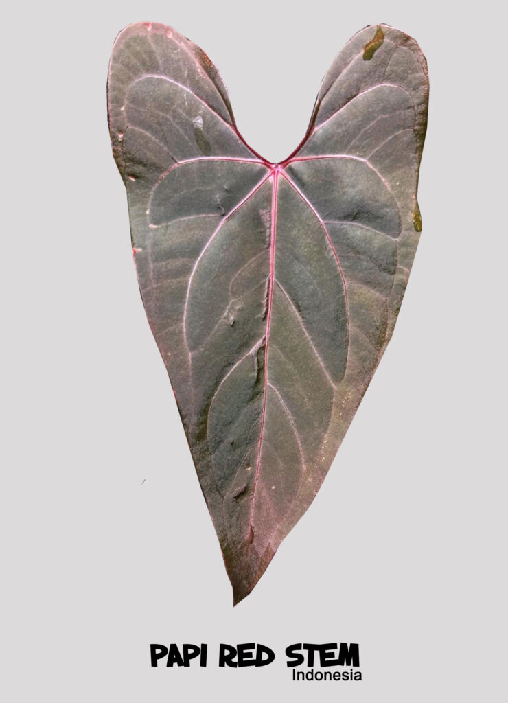 Papi red stem