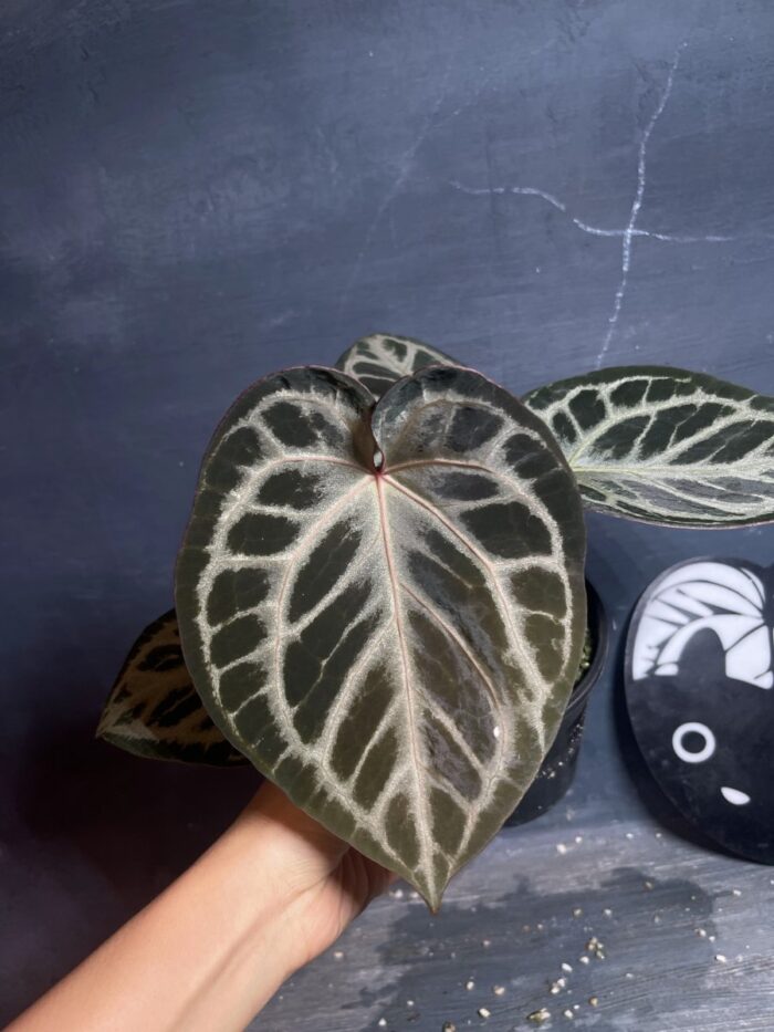 Red tiger x (SKG Pink Lemonade x Red crystall)