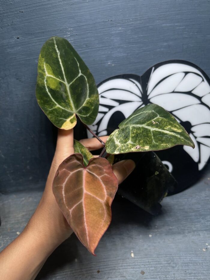 Crystall petir variegated
