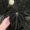 Anthurium (Carlablackie District x RA8)