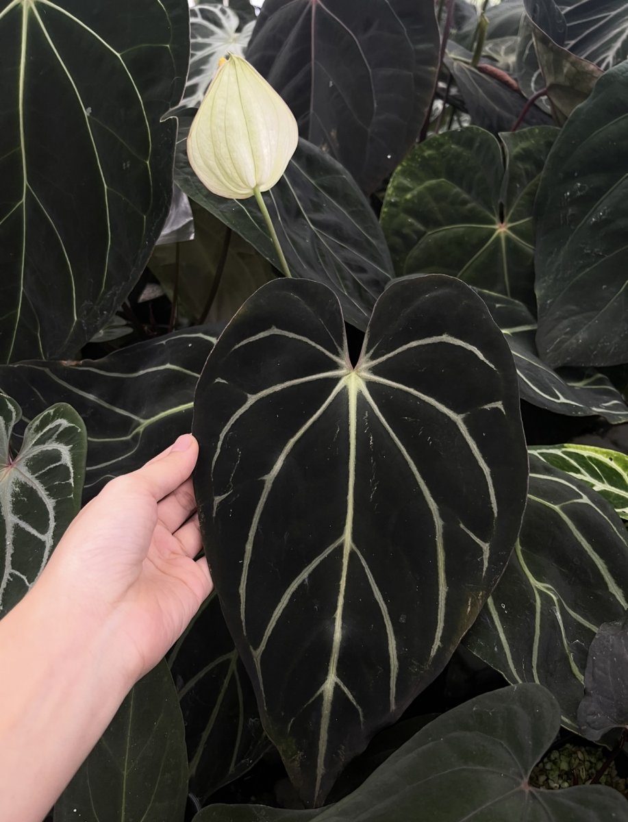Anthurium (Carlablackie District x RA8)