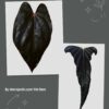 Anthurium (BVEP x RVDP) x LT Nocturne