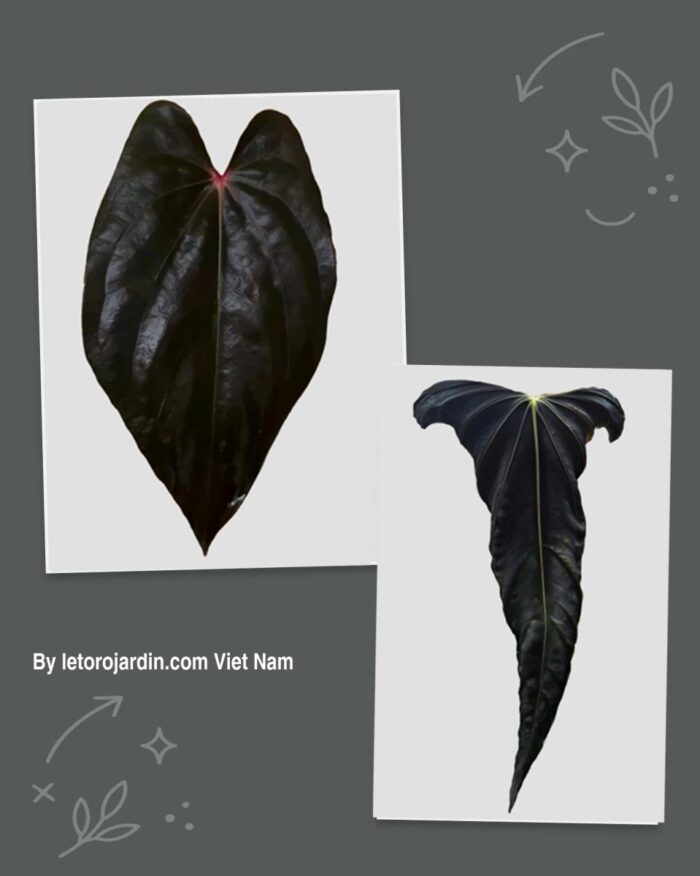 Anthurium (BVEP x RVDP) x LT Nocturne