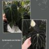 Anthurium (Black widow x Black widow) x (Carlablackie District x RA8)