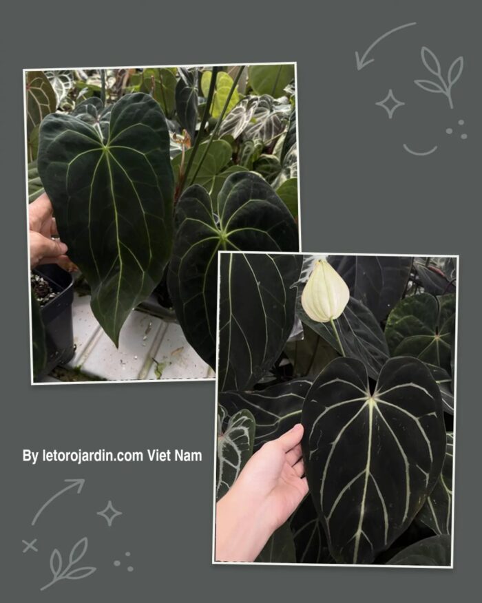 Anthurium (Black widow x Black widow) x (Carlablackie District x RA8)