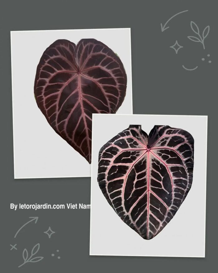 Anthurium Mystique x Zara F4