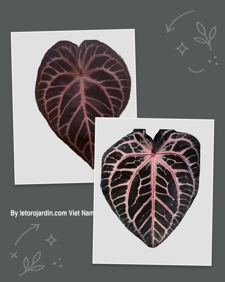 Anthurium Mystique x Zara F4