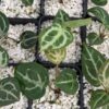 Anthurium Mystique x Zara F4