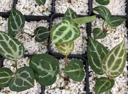 Anthurium Mystique x Zara F4
