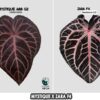 Anthurium Mystique x Zara F4