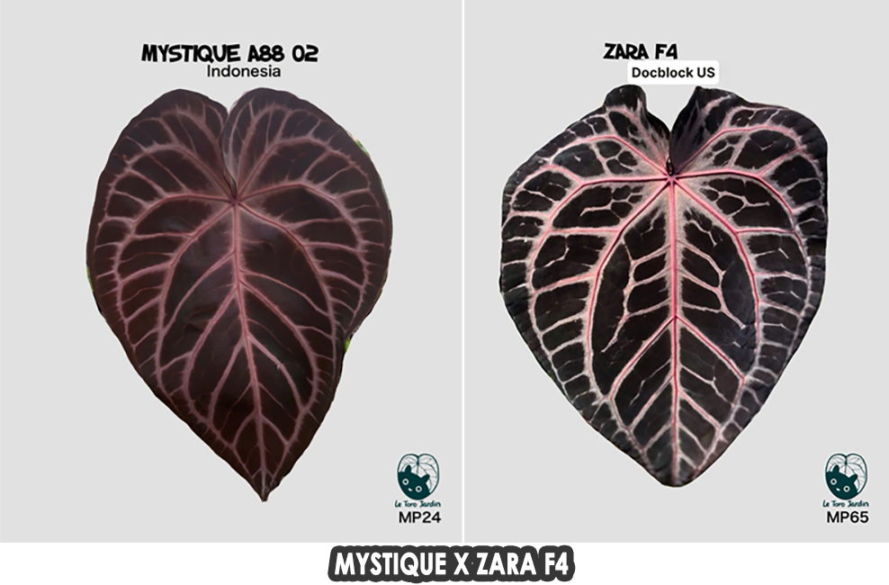 Anthurium Mystique x Zara F4