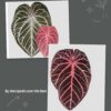 Anthurium Silver king x Red crystall Tezula 01