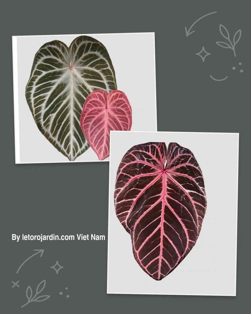 Anthurium Silver king x Red crystall Tezula 01