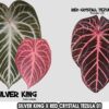 Anthurium Silver king x Red crystall Tezula 01