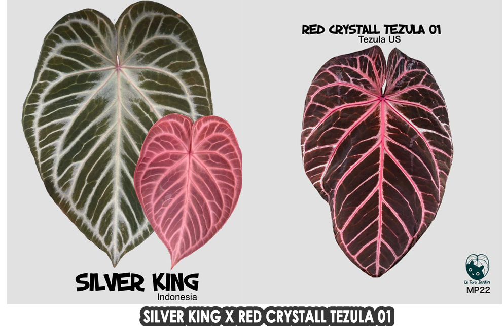 Anthurium Silver king x Red crystall Tezula 01