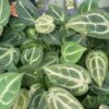 Anthurium Silver king x Red crystall Tezula 01