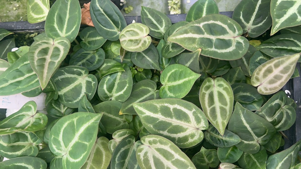 Anthurium Silver king x Red crystall Tezula 01