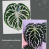 Anthurium Dorayaki silver x Cape oasis Anthurium Dorayaki silver x Cape oasis