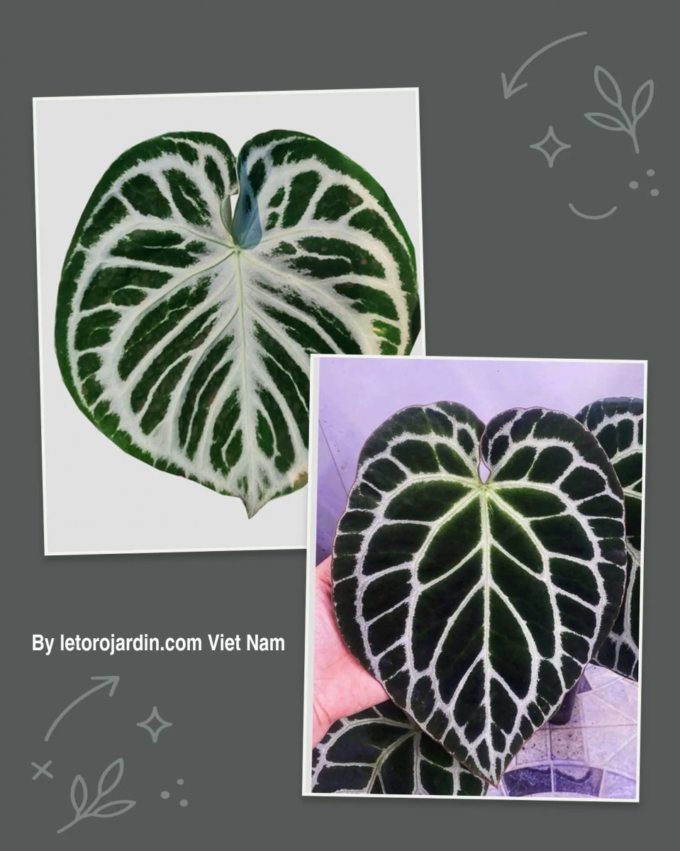 Anthurium Dorayaki silver x Cape oasis Anthurium Dorayaki silver x Cape oasis