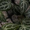 Anthurium Dorayaki silver x Cape oasis Anthurium Dorayaki silver x Cape oasis