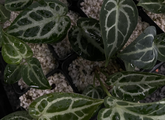 Anthurium Dorayaki silver x Cape oasis Anthurium Dorayaki silver x Cape oasis