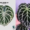 Anthurium Dorayaki silver x Cape oasis Anthurium Dorayaki silver x Cape oasis