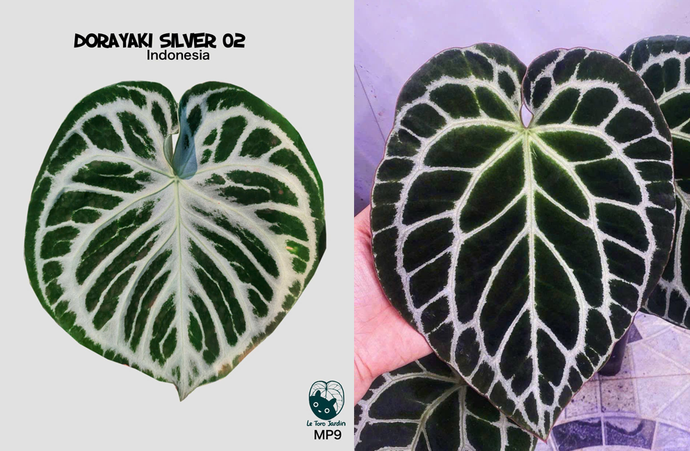 Anthurium Dorayaki silver x Cape oasis Anthurium Dorayaki silver x Cape oasis