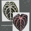 Anthurium (Red Crystall Docblock x SKG Pink Lemonade) x Zara F4 Anthurium (Red Crystall Docblock x SKG Pink Lemonade) x Zara F4