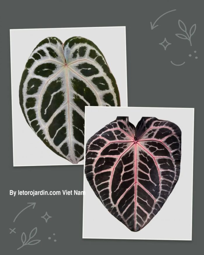 Anthurium (Red Crystall Docblock x SKG Pink Lemonade) x Zara F4
