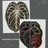 Anthurium (King of spades x Silver tiger) x Michelle Anthurium (King of spades x Silver tiger) x Michelle