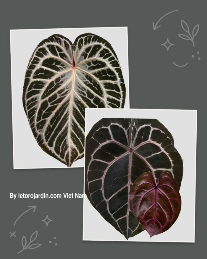 Anthurium (King of spades x Silver tiger) x Michelle
