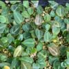 Anthurium (King of spades x Silver tiger) x Michelle Anthurium (King of spades x Silver tiger) x Michelle