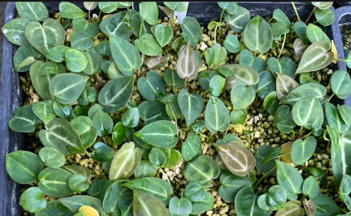 Anthurium (King of spades x Silver tiger) x Michelle Anthurium (King of spades x Silver tiger) x Michelle