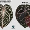 Anthurium (King of spades x Silver tiger) x Michelle Anthurium (King of spades x Silver tiger) x Michelle