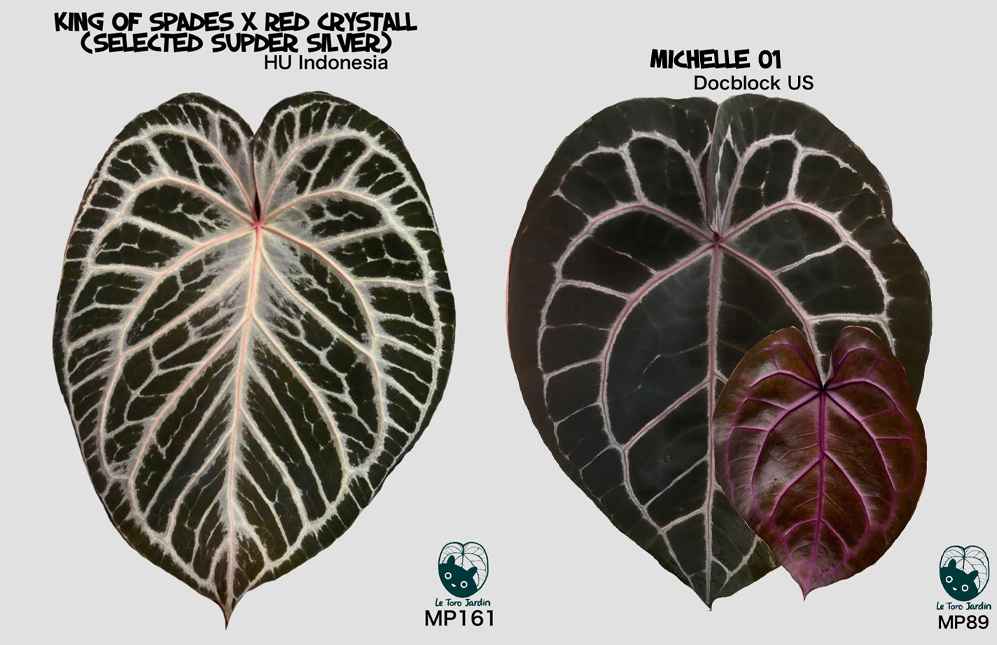 Anthurium (King of spades x Silver tiger) x Michelle Anthurium (King of spades x Silver tiger) x Michelle