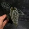 Anthurium Papi pluton x Luxurian