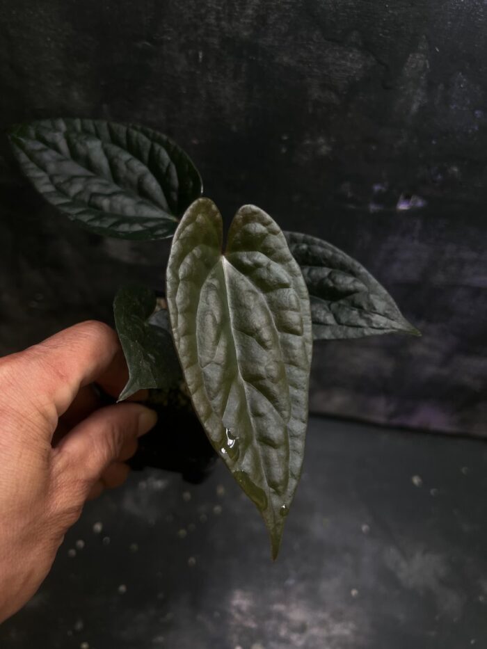 Anthurium Papi pluton x Luxurian