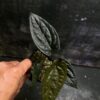 Anthurium Papi pluton x Luxurian