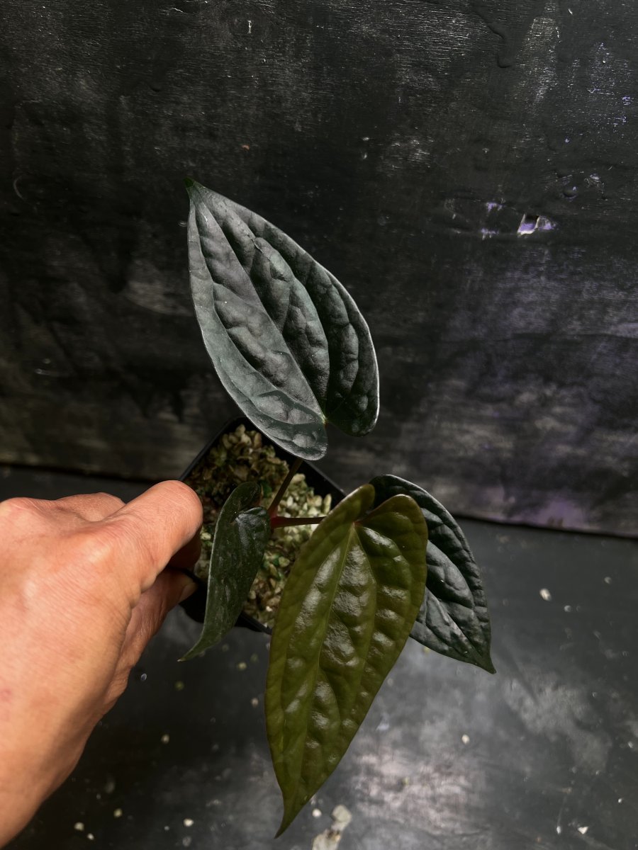 Anthurium Papi pluton x Luxurian