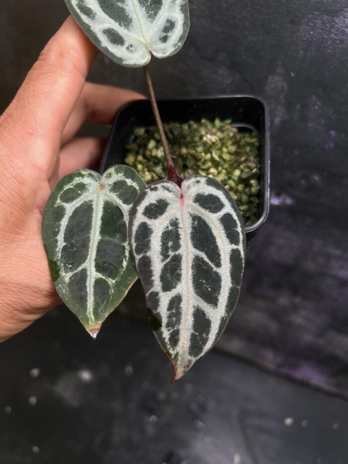 Mystique x Zara F4