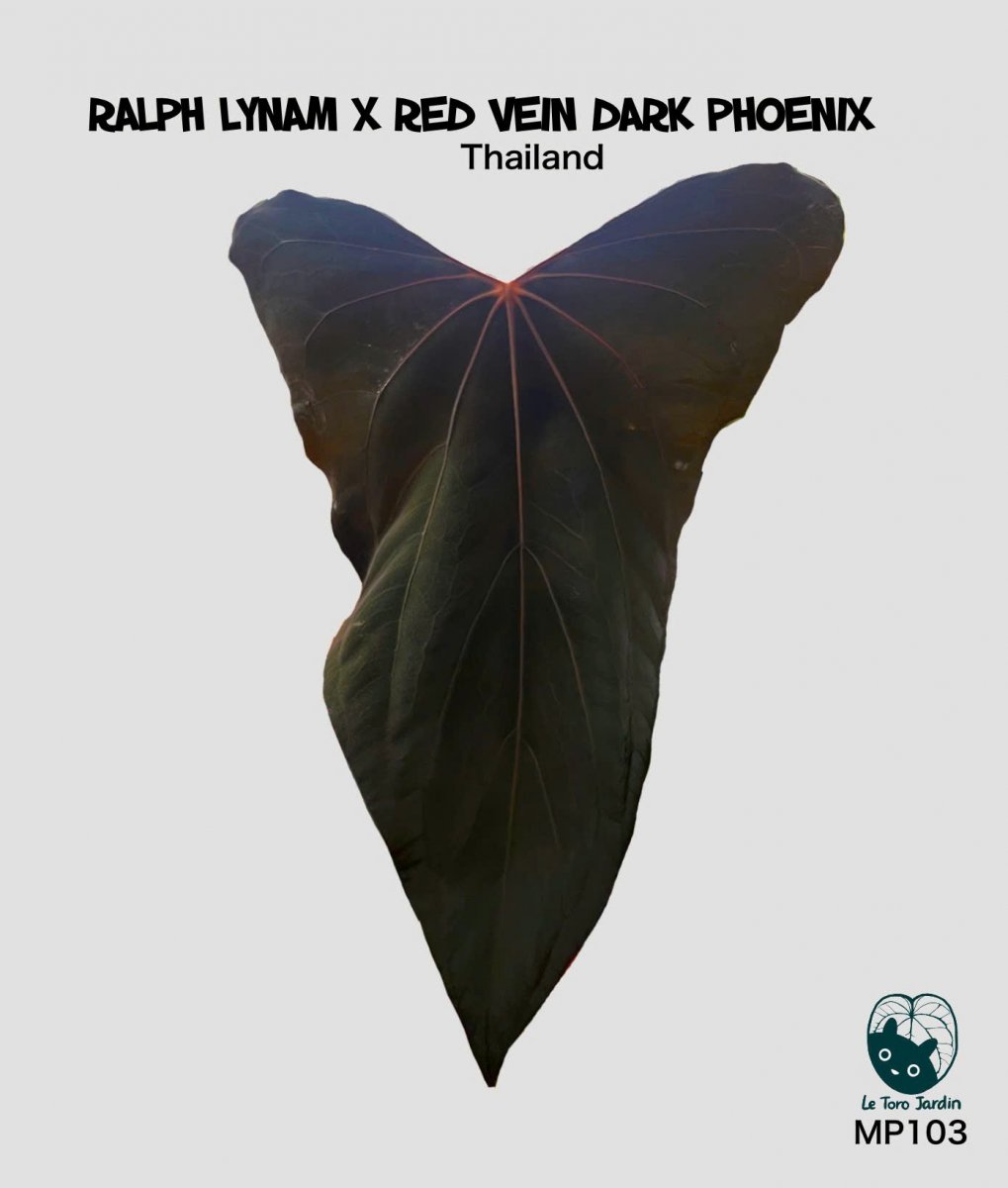 Anthurium (Ralph lynam x Red dark phoenix) Anthurium (Ralph lynam x Red dark phoenix)