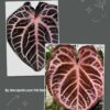 Anthurium Zara F4 x SKG Pink Lemonade Anthurium Zara F4 x SKG Pink Lemonade