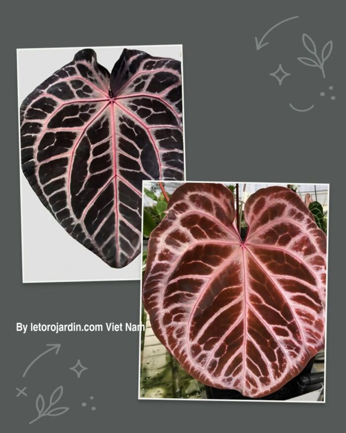 Anthurium Zara F4 x SKG Pink Lemonade
