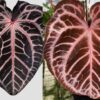 Anthurium Zara F4 x SKG Pink Lemonade Anthurium Zara F4 x SKG Pink Lemonade
