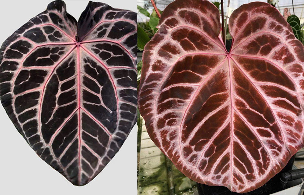 Anthurium Zara F4 x SKG Pink Lemonade Anthurium Zara F4 x SKG Pink Lemonade