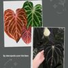 Anthurium Red Hope x Carlablackie District x RA8